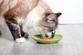 How Much Should I Feed My Cat?
