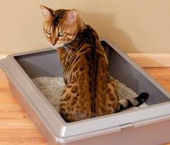 How To Teach A Cat To Use A Litter Box