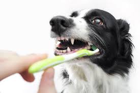 How to Brush a dog's Teeth - Easy Steps to Follow