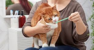 How To Brush Cat’s Teeth – Easy Steps to Follow