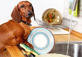 How To Clean and Sterilize Your Dog Bowl – Easy Steps To Follow