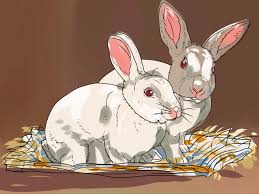 How to Keep Outdoor Rabbits Happy and Cool in Summer