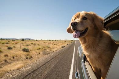 9 Tips For Fixing Dog Road Trip Anxiety