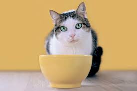 How to Get a Cat to Eat After Moving & Relocations