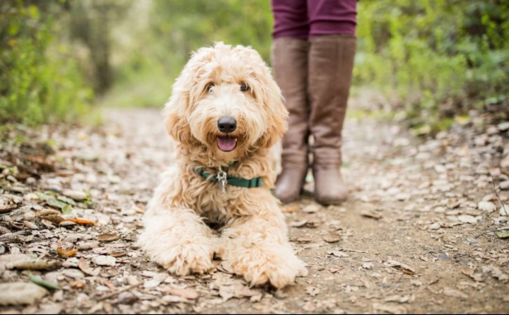 6 Tips for a foolproof pet photography