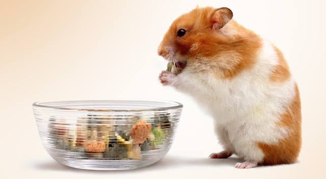 Thinking of Adopting a Hamster? Things to Consider