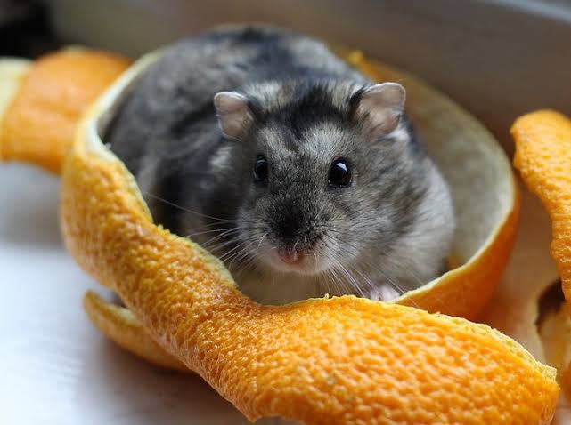 Are Oranges Good For Hamsters?