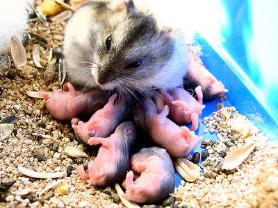 Guide to Hamster Babies- Baby Hamster Survival Tips