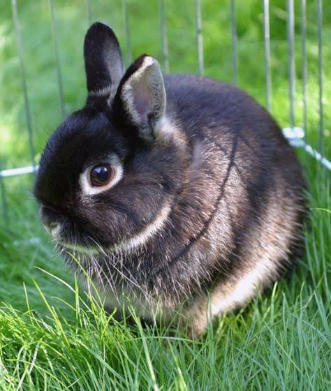 Everything you need to know about the Netherland Dwarf