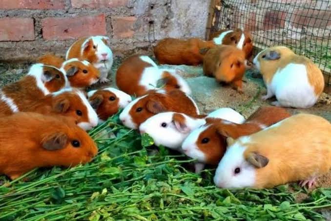 Everything you need to know about the Peruvian Guinea Pig