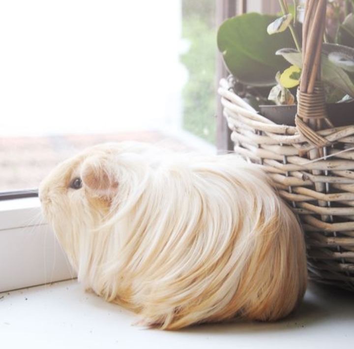 Everything you need to know about the Silkie Guinea Pig
