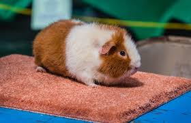 Everything You Need To Know About The Teddy Guinea Pigs