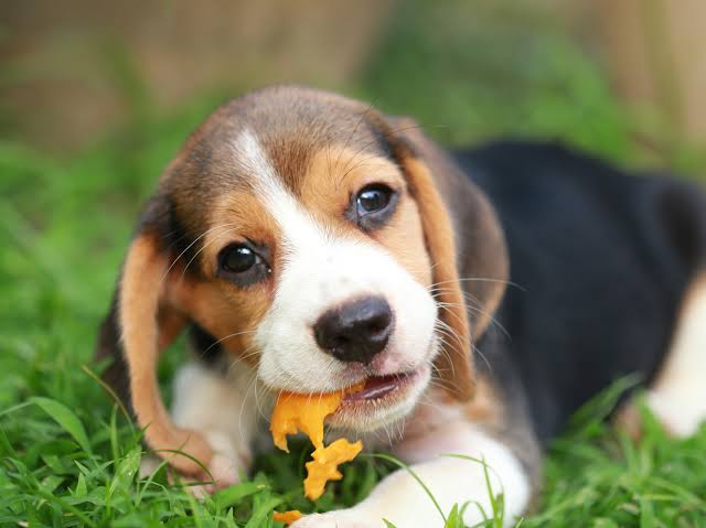 A detailed Guide To Vegan Dog Food