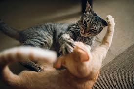 How To Stop Cats From Fighting?
