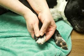 What is the benefit of Dog Massage Therapy?