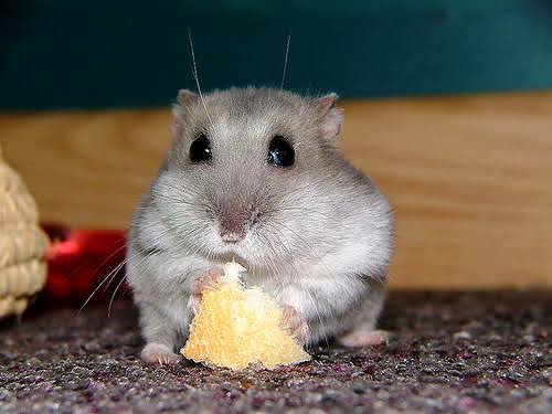 Everything You Need to Know About the Winter White Hamster