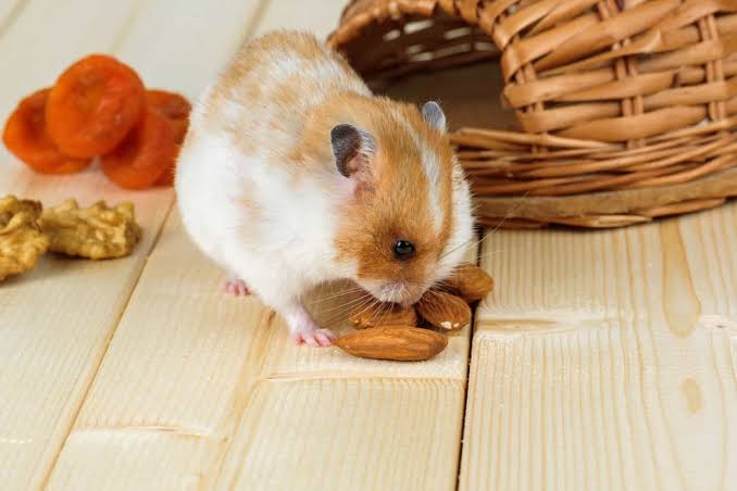 Are Almonds Good For Hamsters?
