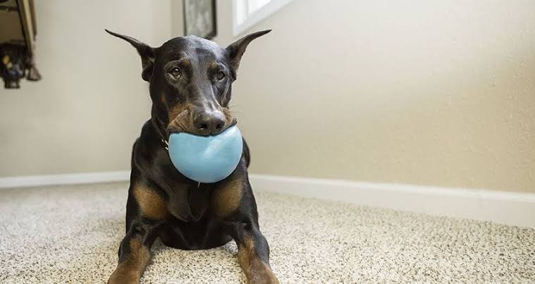 How to Exercise Your Dog Indoors