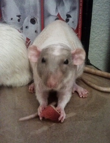 Everything You Need to know about the Rex Rat