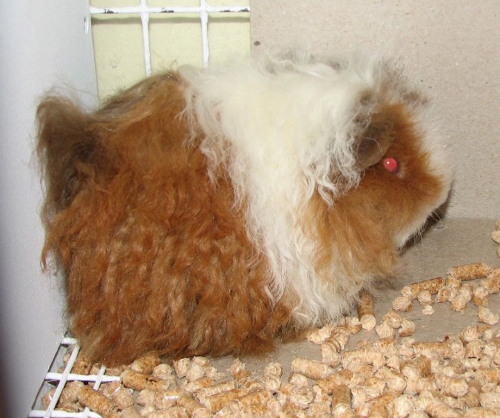 Everything you need to know about Texel guinea pig
