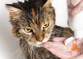 How Do I Moisturize my Cats Dry Skin?