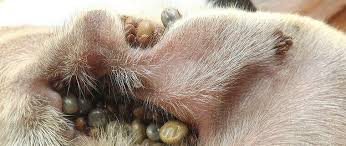 How To Prevent Nuttalliellidae (Ticks) on Dogs