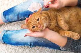How To Clean Your Cat’s Ears – Easy Steps To Follow