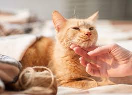 How to Prevent Ticks on Cats