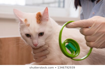 How do Flea Collars Work? Are They Safe? What are the Risks?