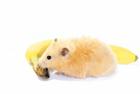 Are Bananas Good For Hamsters?