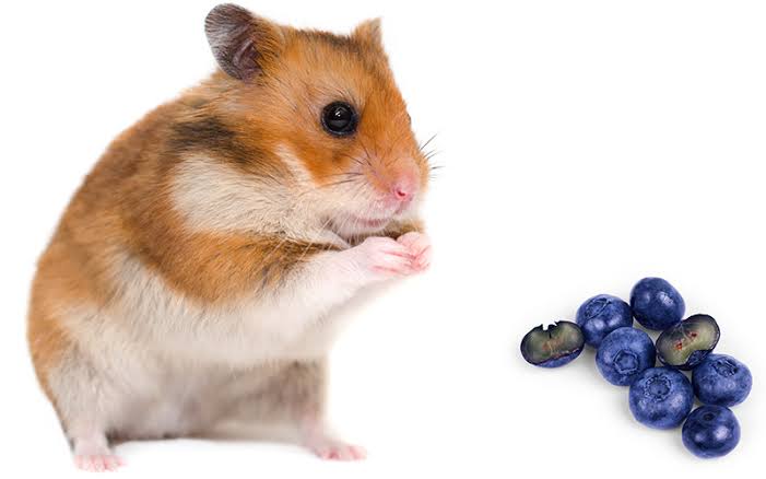 Are Blueberries Good For Hamsters?