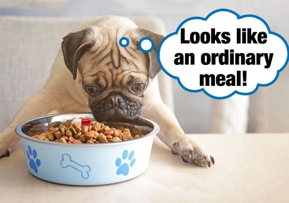 15 Fat Burning Exercises That Will Connect You and Your Dog