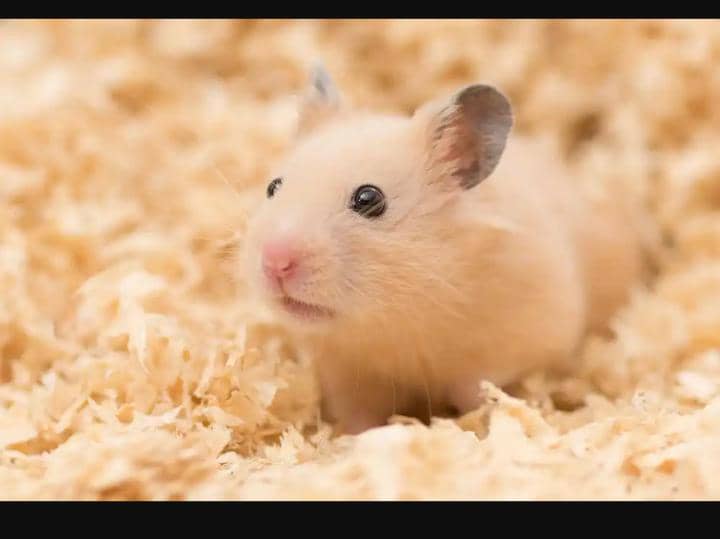 How to Prepare For Your Syrian Hamster