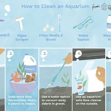 How to Clean a Fish Tank – Easy Steps to Follow