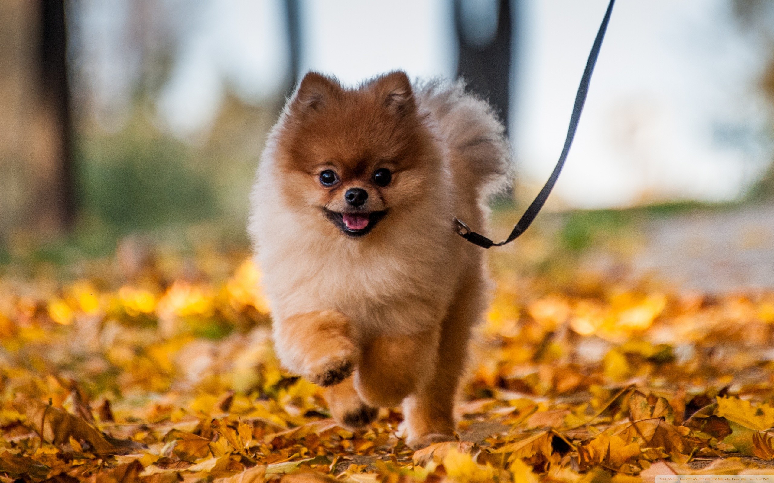 6 Reasons You Should Own Pomeranians
