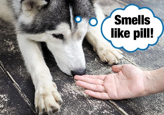 12 Tricks To Get Your Uncooperative Dog To Take A Pill