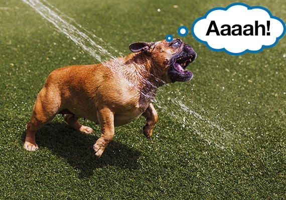 25 Tricks To Stop Your Dog From Digging Up Your Frontyard And Backyard