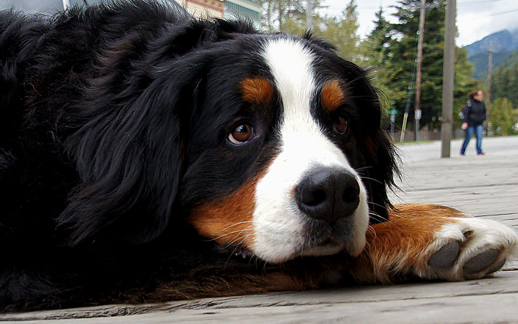 5 Weight Loss Tips For Cats