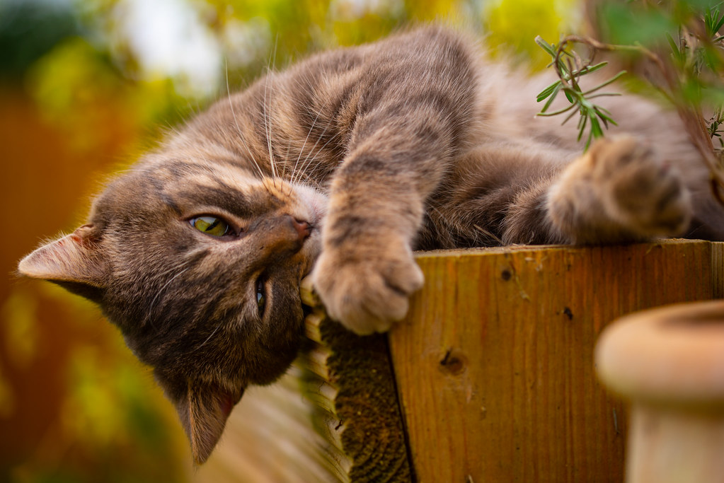 Is Catnip for Dogs Safe?