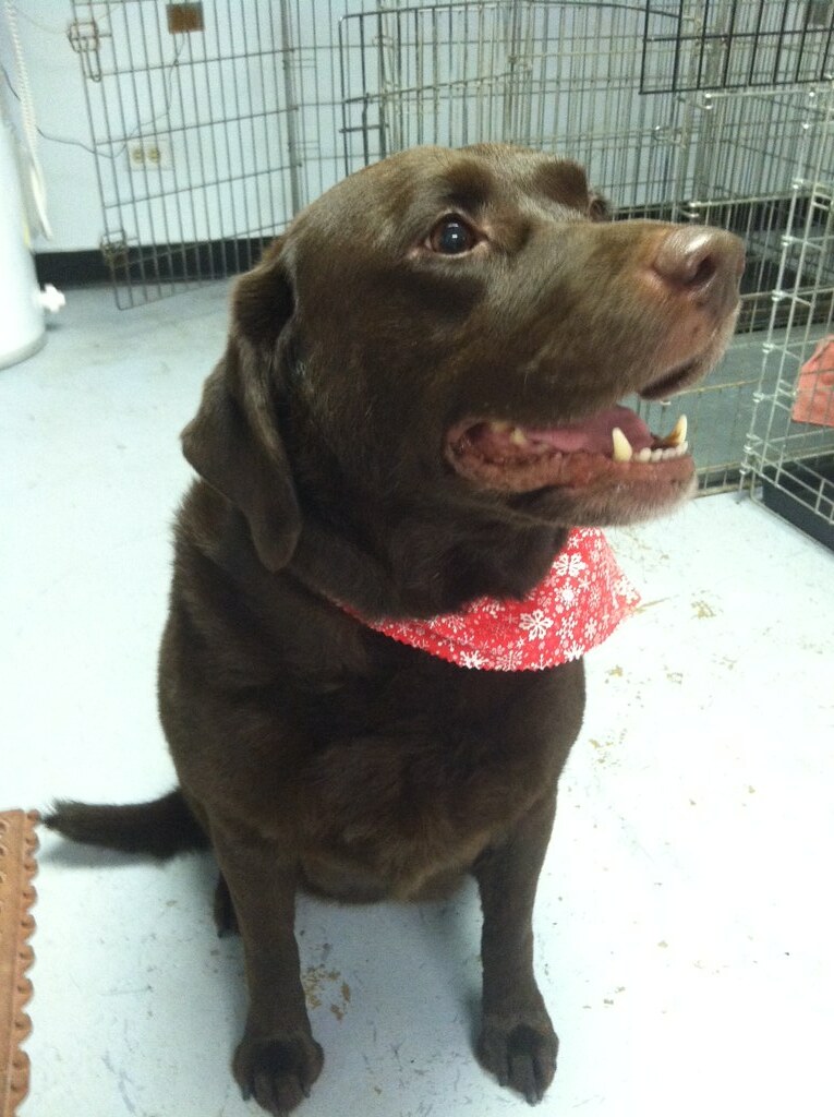 How to De-shed a Dog