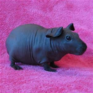 Everything You Need To Know About Skinny Pigs