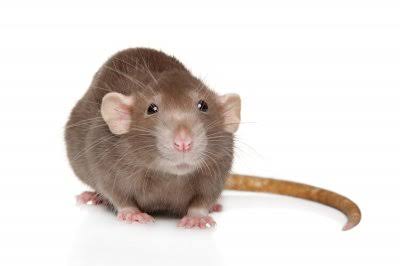 Everything you need to know about the Rat Breeds