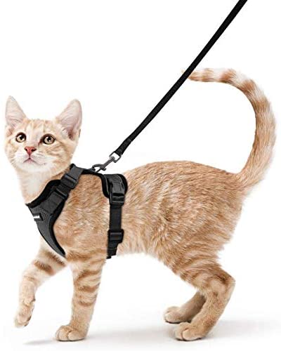 6 Best Cat Harnesses in 2026