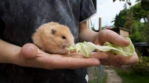 Is Cabbage Good For Hamsters? Is It Recommended?