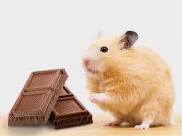 Is Chocolate Good For Hamsters? Is It Recommended?