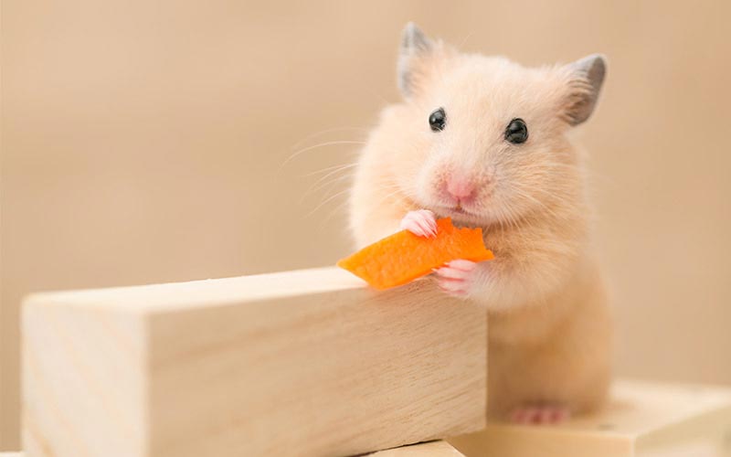 Are Carrots Good for Hamsters?