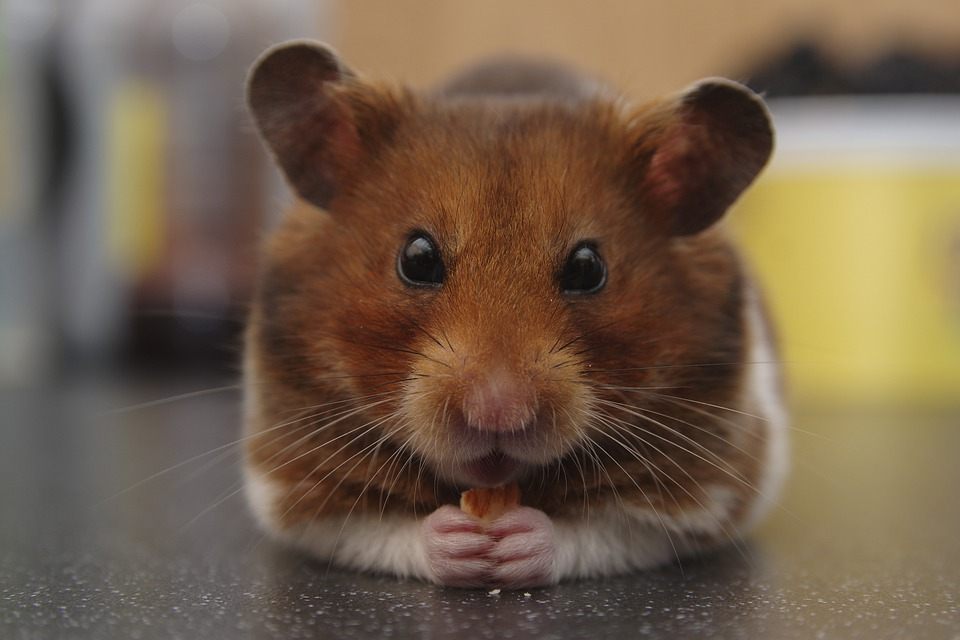 Are Peanuts Good for Hamsters?