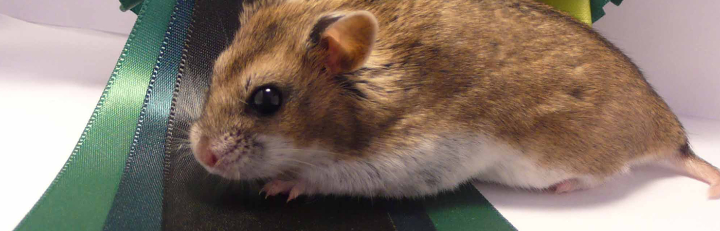 Everything You Need to Know About the Chinese Hamster