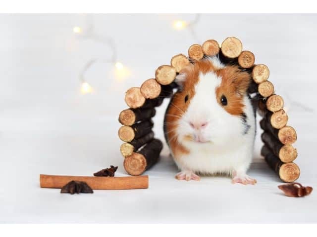 Everything You Need to Know about the Abyssinian Guinea Pig