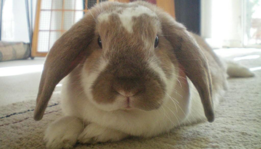 Everything You Need to Know About the American Fuzzy Lop Rabbit